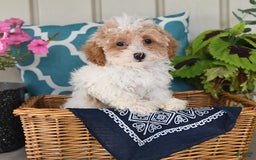 Miniature Poodle dogs for sale: Miniature Poodle 7 puppies - Image 6