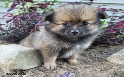 Pomeranian dogs for sale: Missy - Image 3