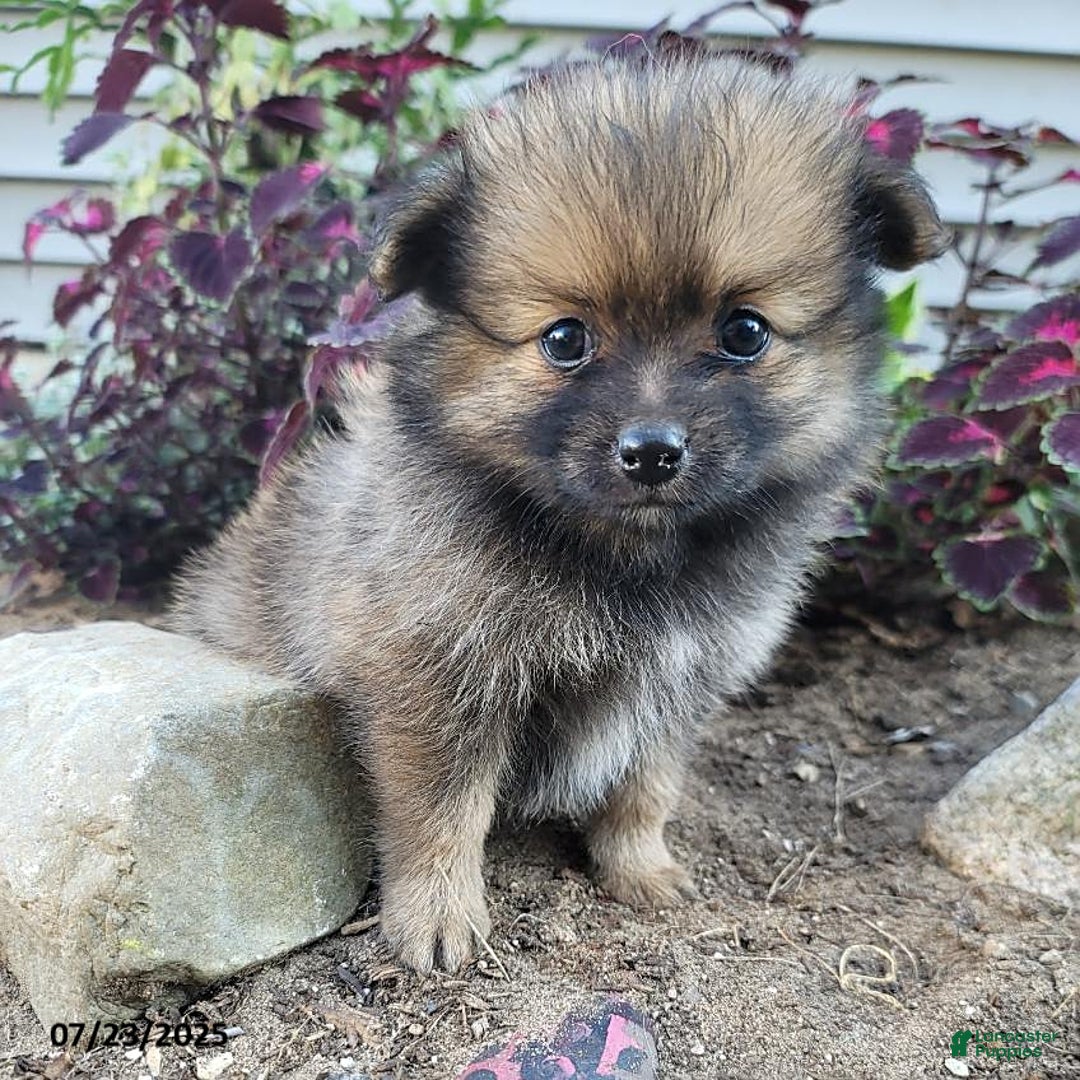 Pomeranian dogs for sale: Missy - Image 3
