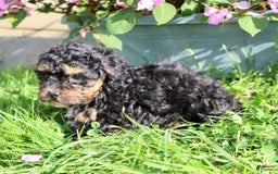 Shihpoo dogs for sale: Molly - Image 2