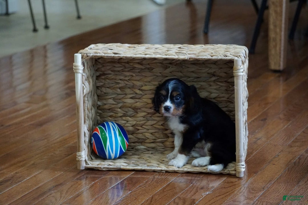 Cavalier King Charles Spaniel dogs for sale: Dylan - Image 3