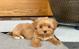 Maltipoo dogs for sale: Macon - Image 13