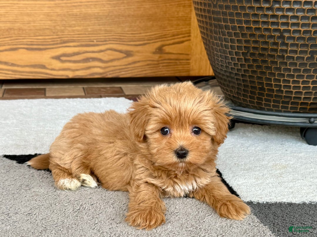 Maltipoo dogs for sale: Macon - Image 13