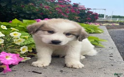 Great Pyrenees dogs for sale: George - Image 2