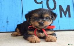 Yorkshire Terrier dogs for sale: Alex - Image 5