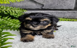 Havapoo dogs for sale: Bella - Image 1