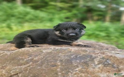 German Shepherd dogs for sale: Kai - Image 4
