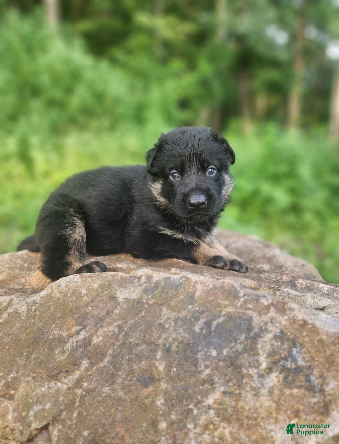 German Shepherd dogs for sale: Kai - Image 4