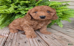 Mini Goldendoodle dogs for sale: Mini -kobe - Image 21