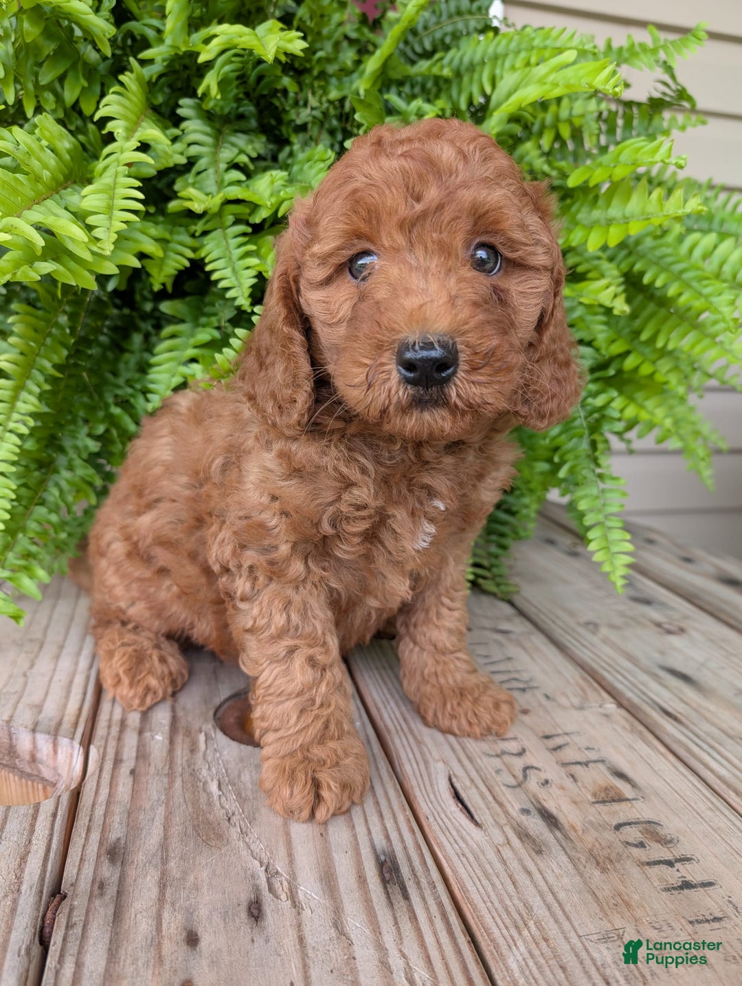 Mini Goldendoodle dogs for sale: Mini -kobe - Image 21