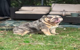 English Bulldog dogs for stud: Dart - Image 6