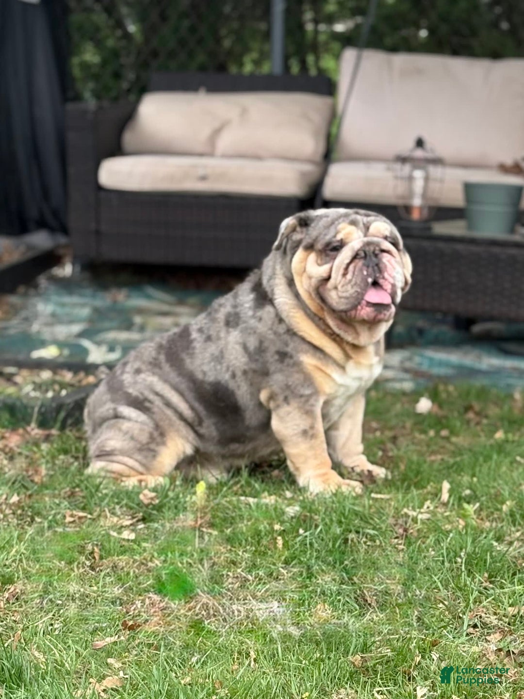 English Bulldog dogs for stud: Dart - Image 6
