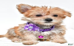 Morkie dogs for sale: Rose Teacup - Image 6