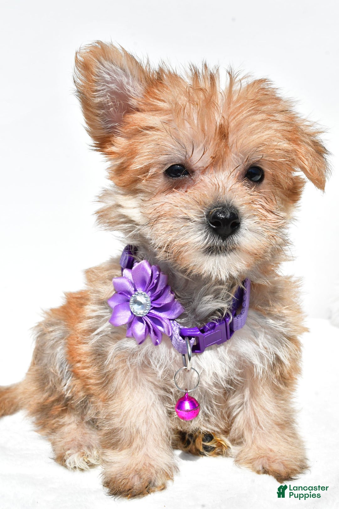 Morkie dogs for sale: Rose Teacup - Image 6