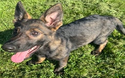 German Shepherd dogs for sale: Luna N Bella - Image 2