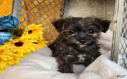 Morkie dogs for sale: Bandit - Image 1