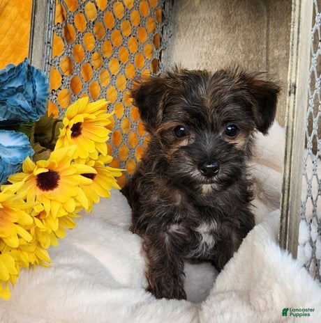 Morkie dogs for sale - Ad 2