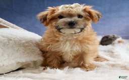 Yochon dogs for sale: Torin - Image 13