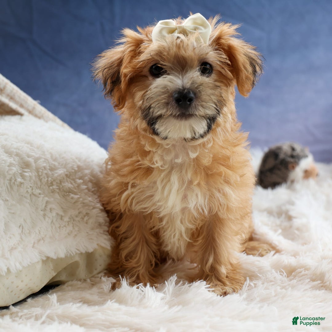 Yochon dogs for sale: Torin - Image 13