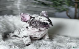 French Bulldog dogs for sale: Dixie - Image 12