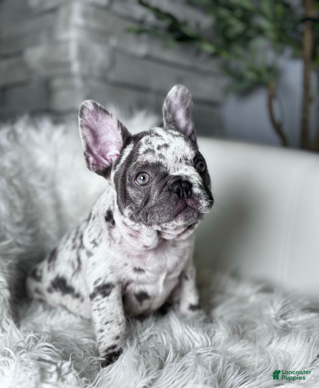French Bulldog dogs for sale: Dixie - Image 12