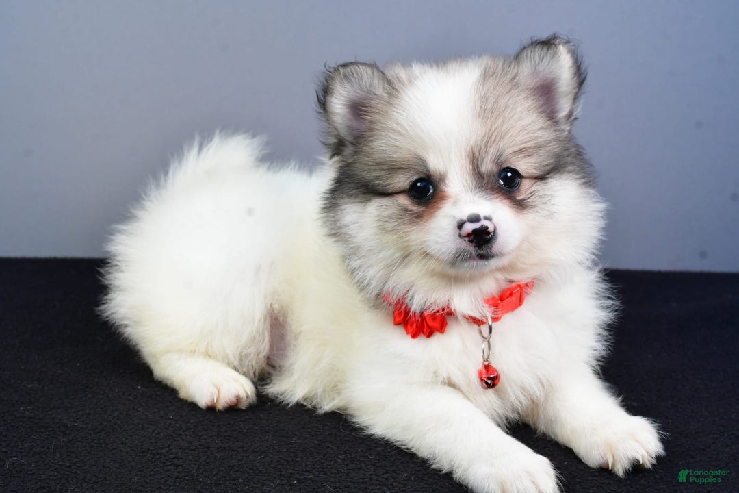 Pomeranian dogs for sale: Sophie - Image 5
