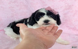Cavachon dogs for sale: Chloe - Image 3