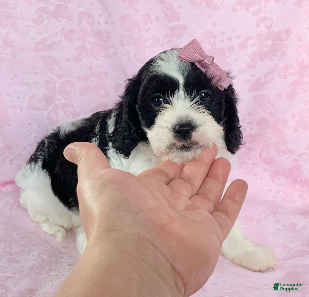 Cavachon dogs for sale: Chloe - Image 3