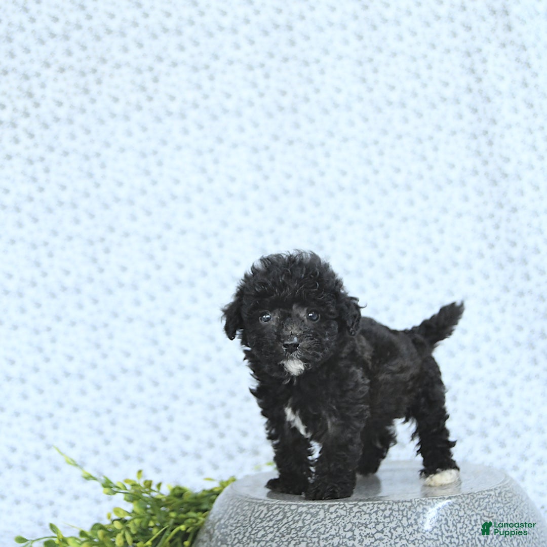 Mini Goldendoodle dogs for sale: Karter - Image 4
