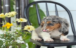 Miniature Dachshund dogs for sale: Miniature Dachshund 7 puppies - Image 14