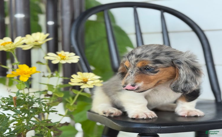 Miniature Dachshund dogs for sale - Ad 4