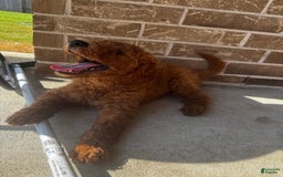 Goldendoodle dogs for sale: Buck - Image 2