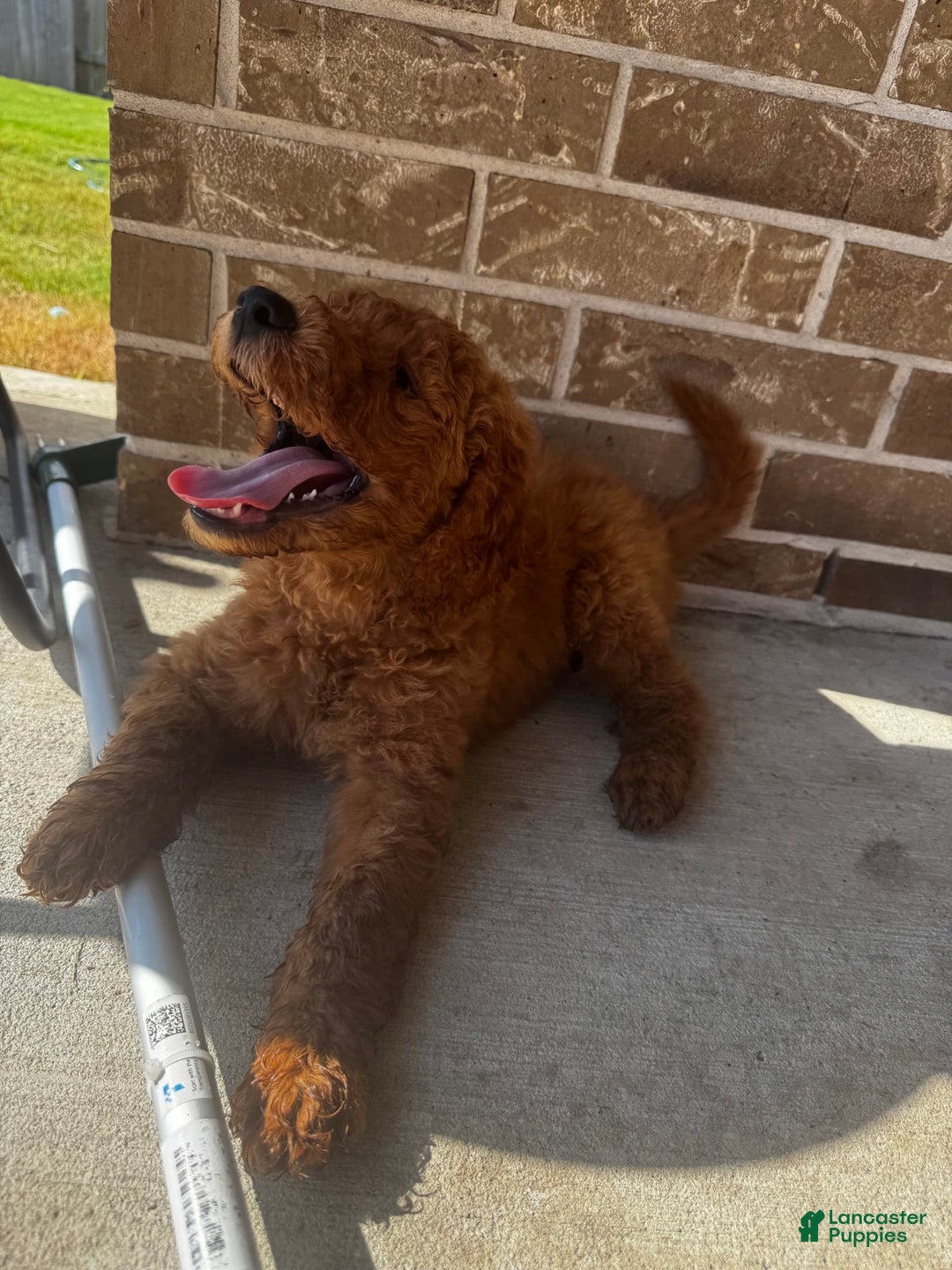 Goldendoodle dogs for sale: Buck - Image 2
