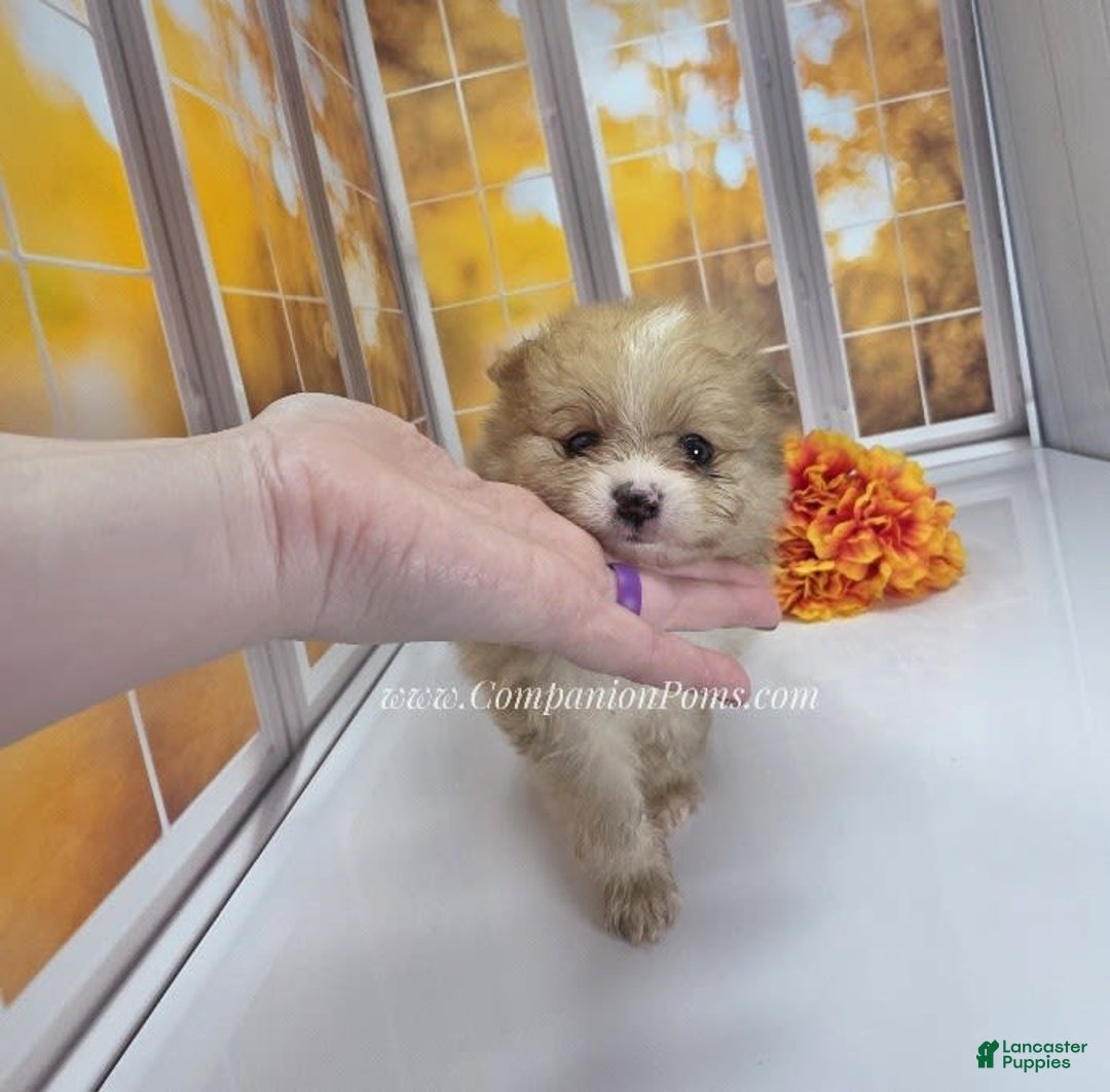 Pomeranian dogs for sale: Snuggles - Champion Lines - Image 5