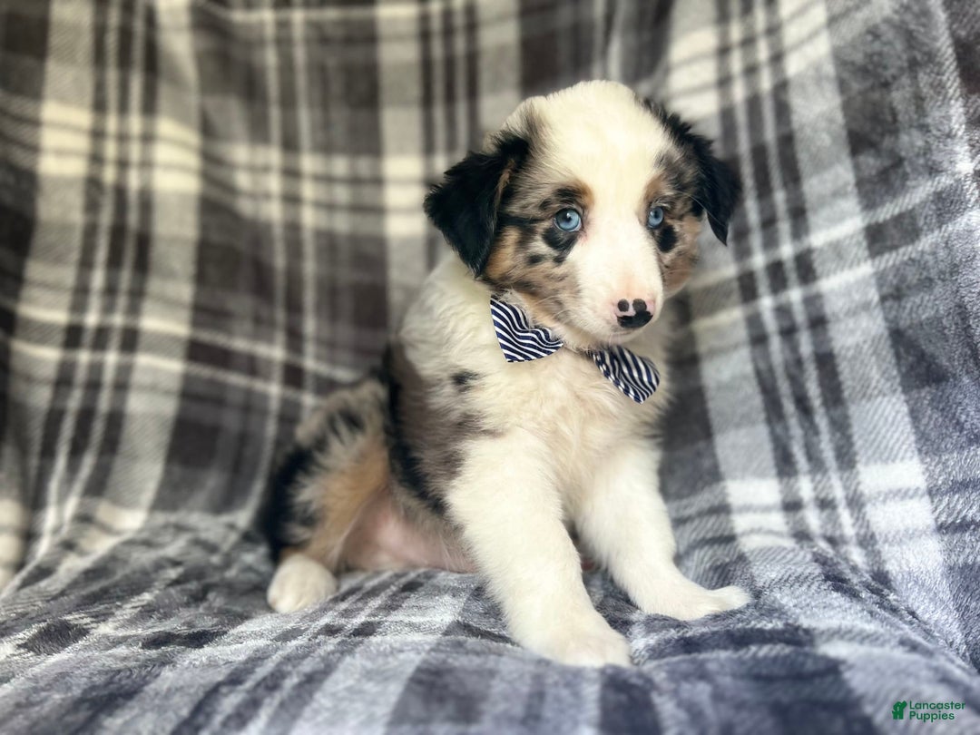 Miniature Australian Shepherd dogs for sale: Skeeter - Image 3