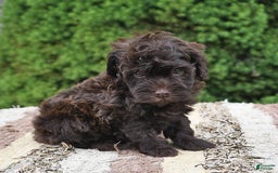 Havapoo dogs for sale: Robin - Image 8