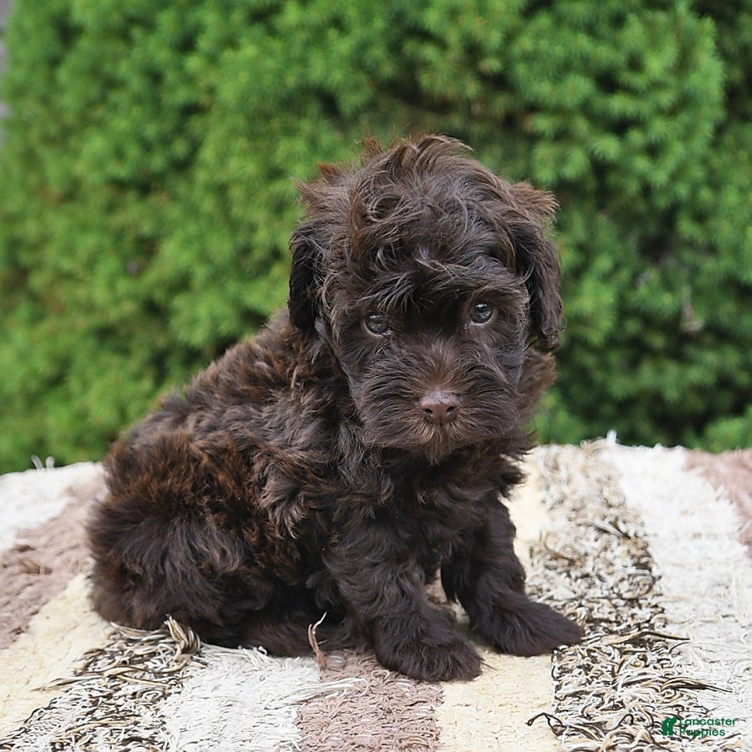Havapoo dogs for sale: Robin - Image 8