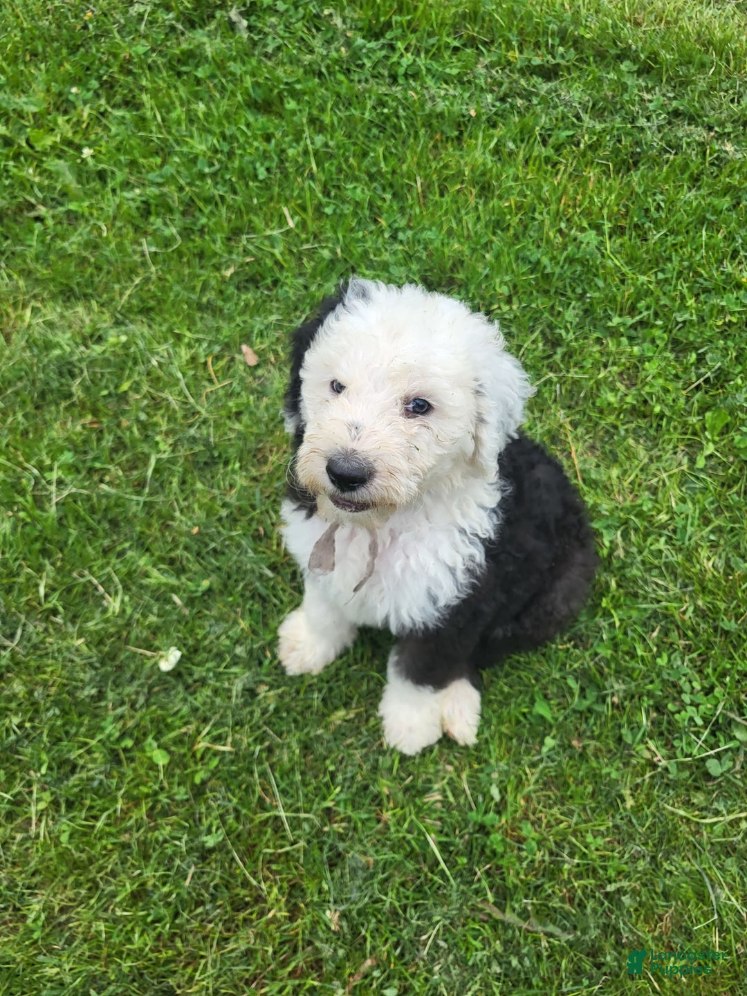 Old English Sheepdog dogs for sale: Aspen - Image 3