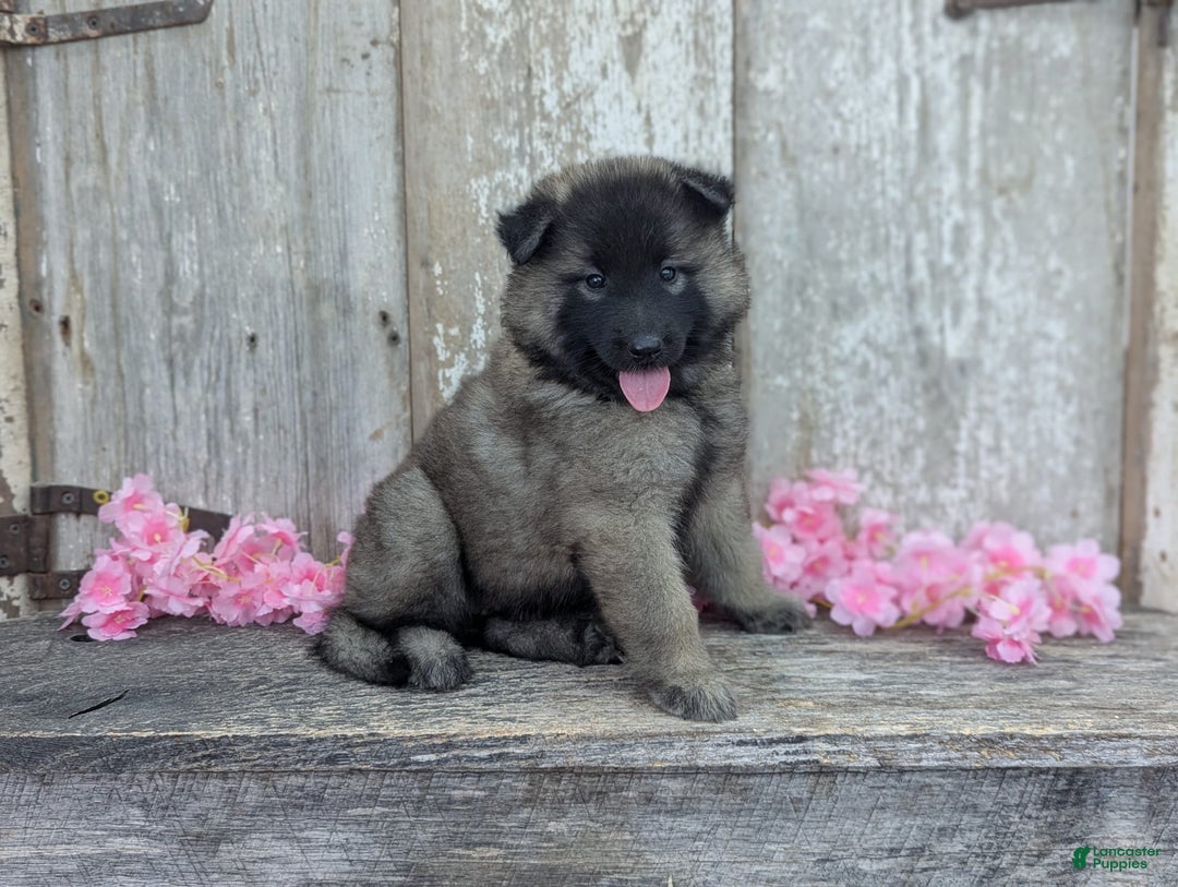 Belgian Tervuren dogs for sale: Mystic - Image 6