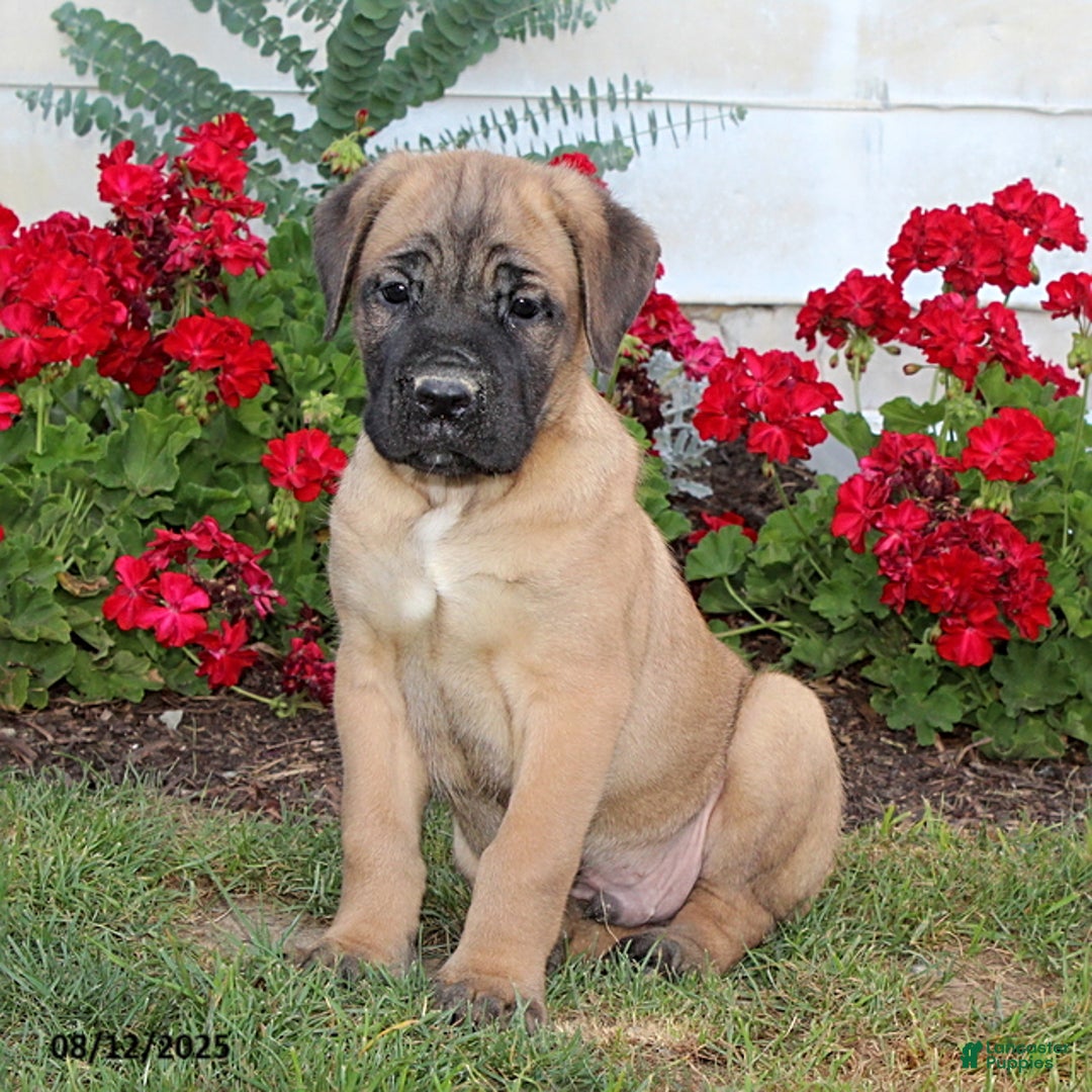 Cane Corso dogs for sale: Dunkin - Image 1
