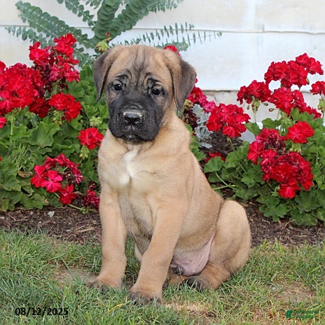 Cane Corso dogs for sale - Ad 4