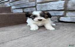 Teddy Bear dogs for sale: Elliott - Image 19