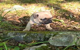 Pug dogs for sale: Davy - Image 27