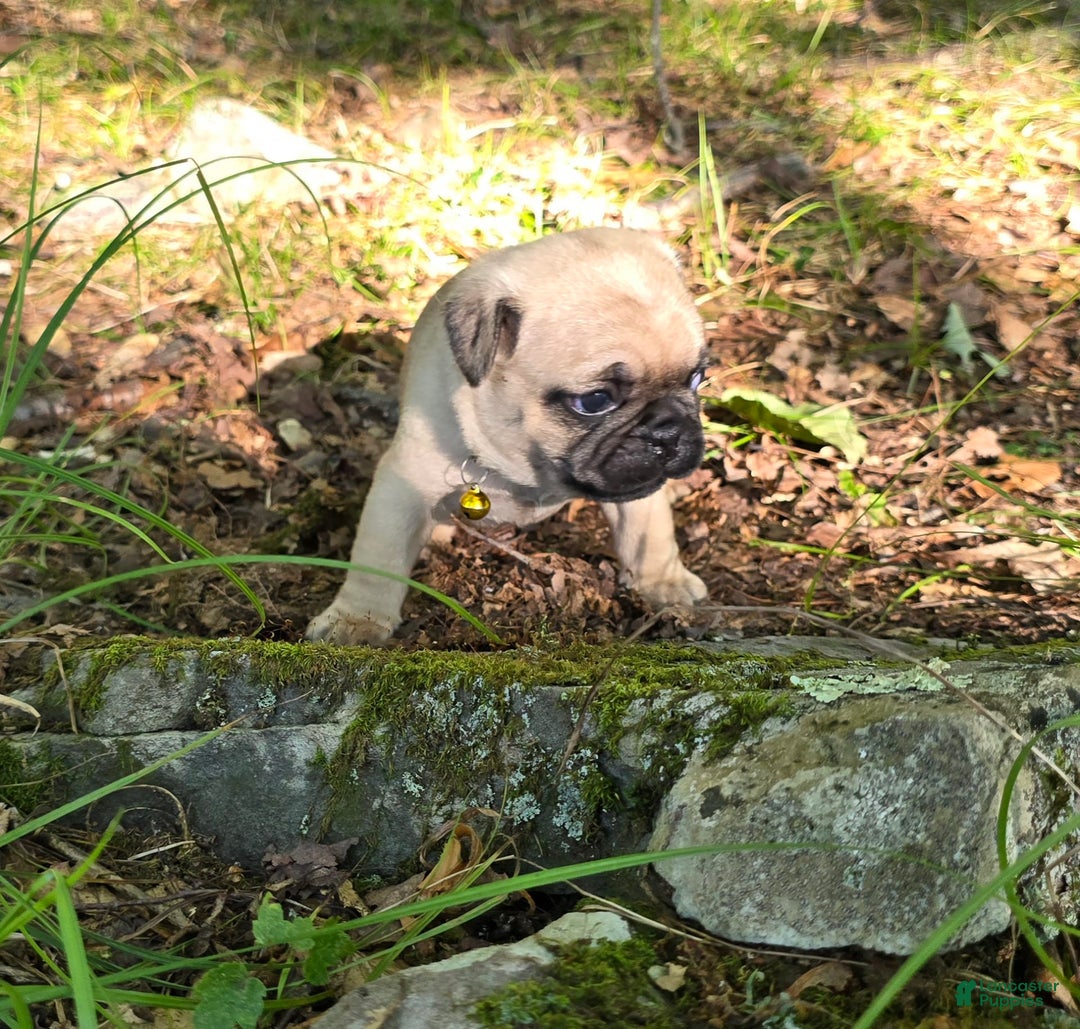 Pug dogs for sale: Davy - Image 27