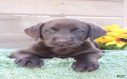 Labrador Retriever dogs for sale: Bella - Image 4