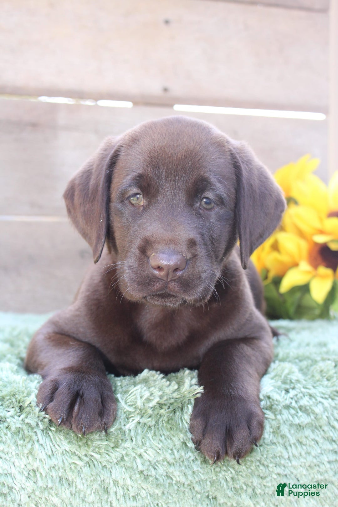 Labrador Retriever dogs for sale: Bella - Image 4