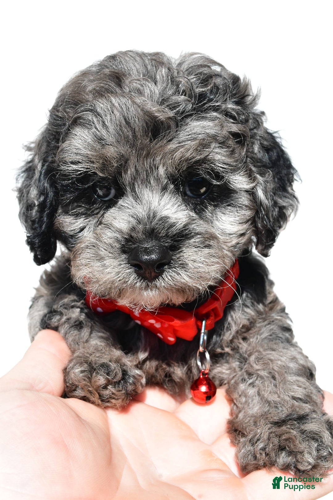 Cockapoo dogs for sale: Sonny - Image 1