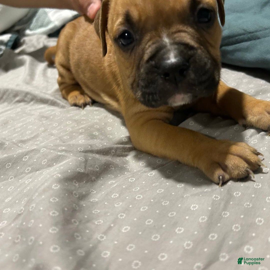 Mountain Cur dogs for sale: N/a - Image 1