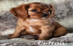 Cavalier King Charles Spaniel dogs for sale: Colton - Image 3