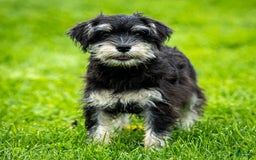 Miniature Schnauzer dogs for sale: Hugo - Image 8